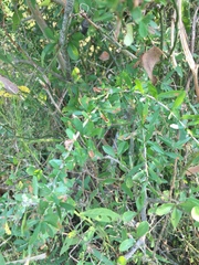 Sideroxylon obtusifolium