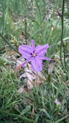 Arthropodium observed 2026-10-27