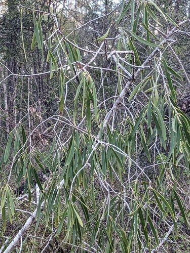 Pittosporum observed 2026-10-27