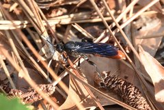 Protichneumon grandis