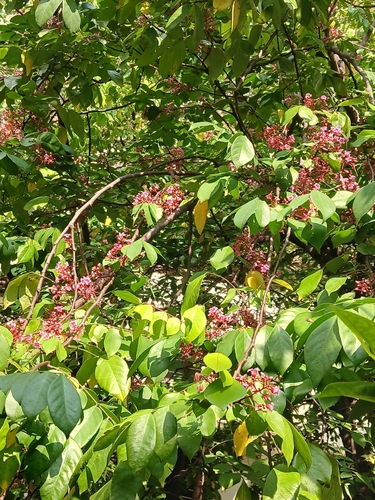 Averrhoa carambola observed 2026-10-27