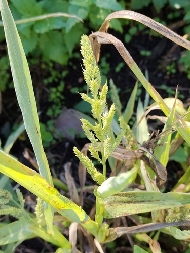 Echinochloa crus-galli observed 2026-10-27