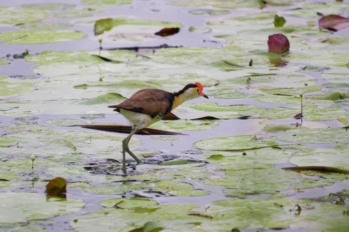 Irediparra gallinacea observed 2026-10-25