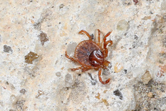 Amblyomma americanum