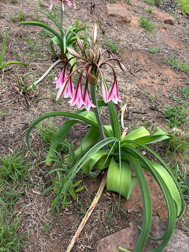 Crinum observed 2026-10-27