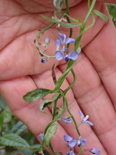 Comesperma volubile observed 2026-10-27