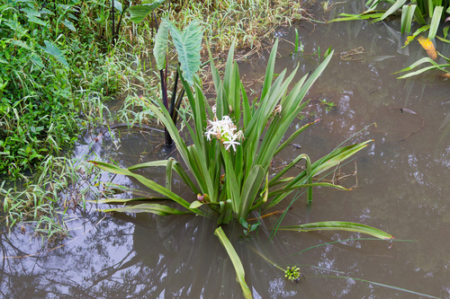 Crinum asiaticum observed 2026-10-25