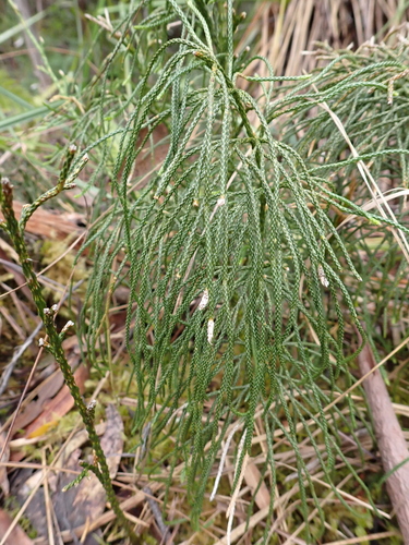 Pseudolycopodium densum observed 2026-10-27