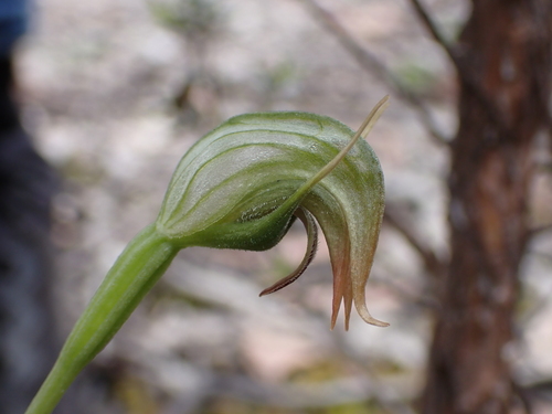 Pterostylis nutans observed 2026-10-27