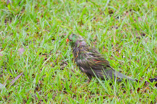 Trichoglossus chlorolepidotus, 2026-10-25