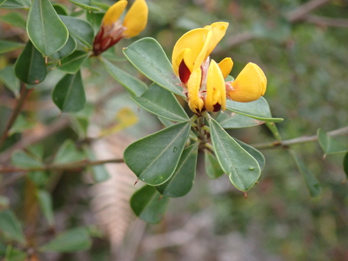 Pultenaea daphnoides observed 2026-10-27