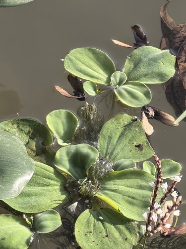 Pistia stratiotes observed 2026-10-27