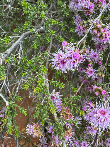 Kunzea observed 2026-10-27