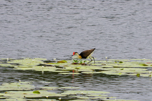 Irediparra gallinacea observed 2026-10-25
