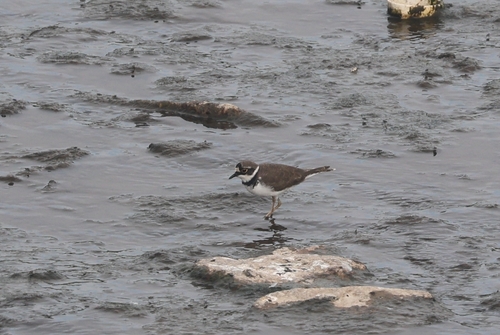 Charadrius dubius observed 2026-10-27