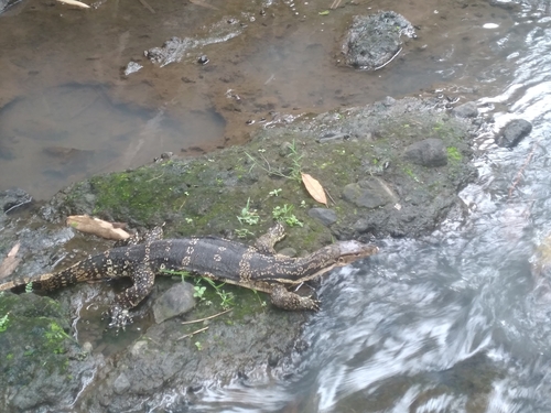 Varanus salvator observed 2026-10-27