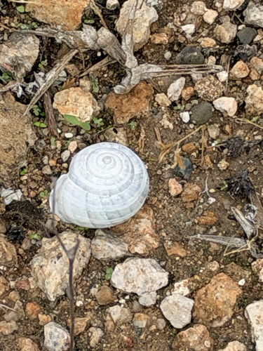 Eobania vermiculata, 2026-10-27