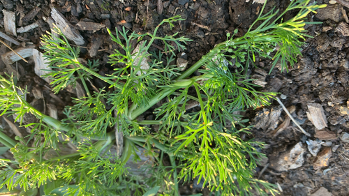 Cyclospermum leptophyllum observed 2026-10-27