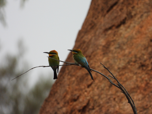 Merops ornatus observed 2026-10-27