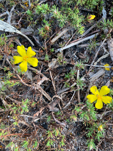 Hibbertia observed 2026-10-27