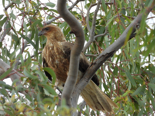 Haliastur sphenurus observed 2026-10-27
