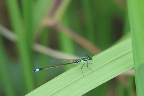 Agrion observed 2026-10-27