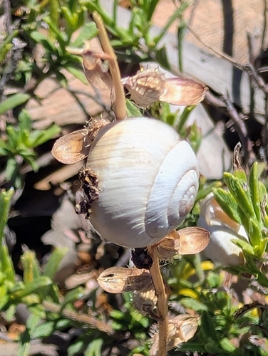 Cernuella virgata observed 2026-10-27