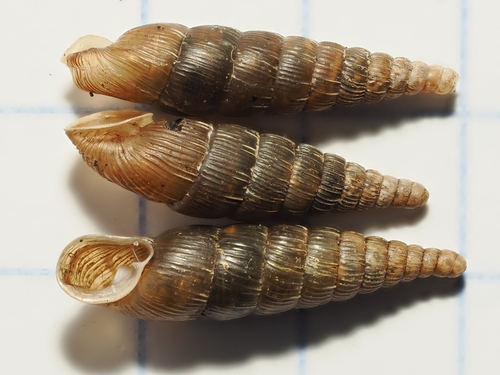 Clausilia observed 2026-10-27