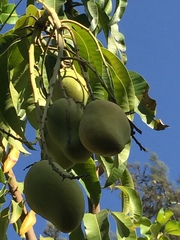 Mangifera caesia