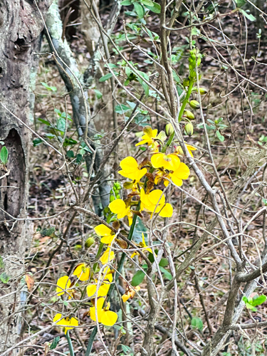 Eulophia streptopetala, 2026-10-27