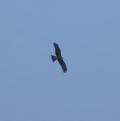 Milvus migrans, 2026-10-27