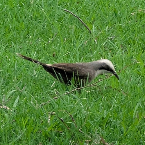 Pomatostomus temporalis, 2026-10-27