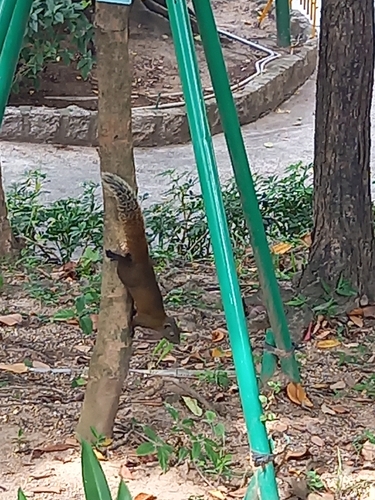 Callosciurus observed 2026-10-27