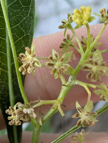 Dodonaea viscosa observed 2026-10-27
