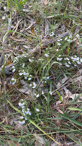 Scaevola albida observed 2026-10-27