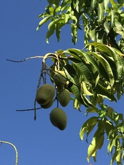 Mangifera caesia