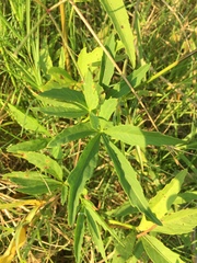 Cissus palmata