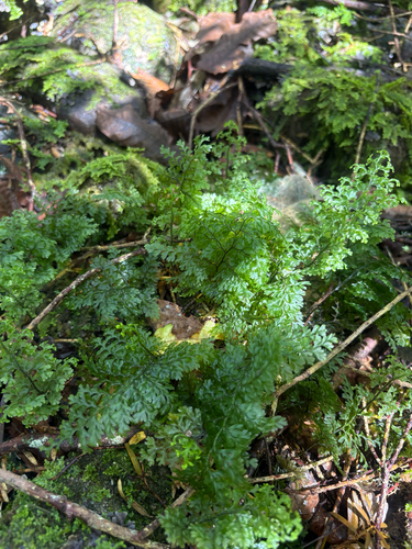 Hymenophyllum polyanthos observed 2026-10-27