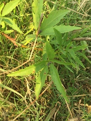 Cissus palmata