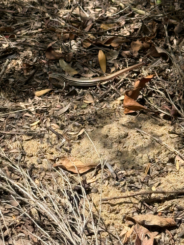 Ctenotus taeniolatus, 2026-10-27