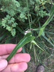 Araujia angustifolia