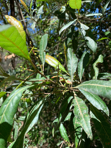 Elaeocarpus observed 2026-10-27