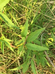 Cissus palmata