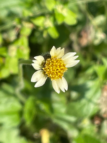 Tridax procumbens observed 2026-10-27