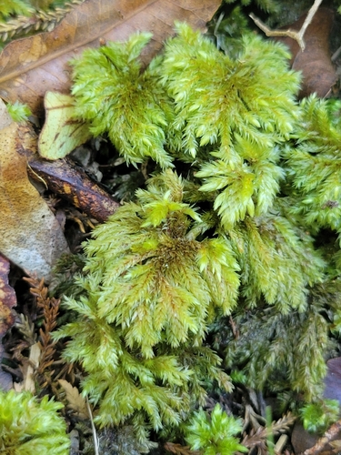 Sciadocladus menziesii observed 2026-10-21