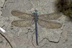 Gynacantha subinterrupta