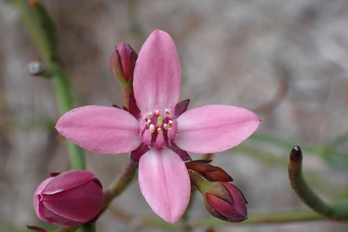 Boronia observed 2026-10-26