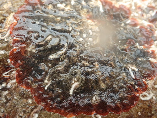Watersipora observed 2026-10-26