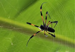 Nephila comorana