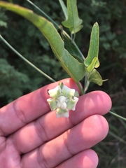 Araujia angustifolia